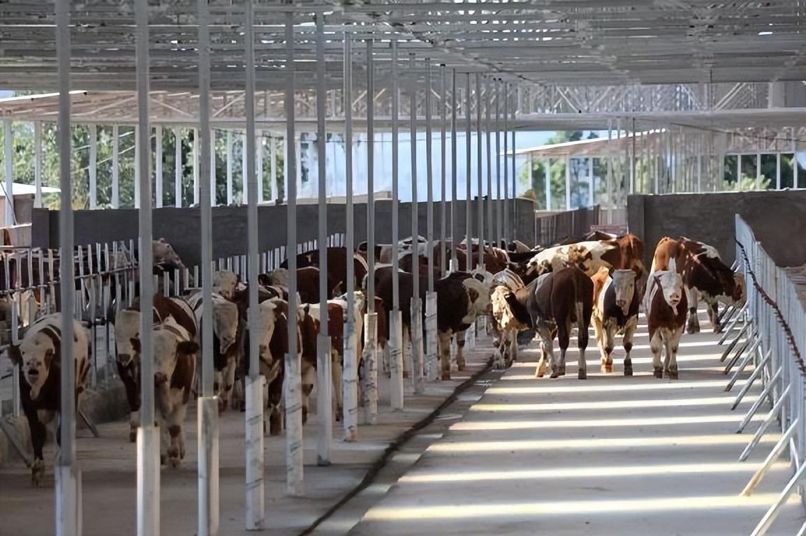 1719276337103676.jpeg 8.jpeg